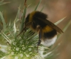 Bombus terrestris lusitanicus Krüger 1956