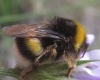 Bombus terrestris lusitanicus Krüger 1956