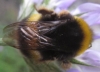 Bombus terrestris lusitanicus Krüger 1956