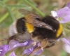 Bombus terrestris lusitanicus Krüger 1956