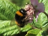 Bombus terrestris lusitanicus Krüger 1956