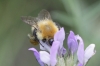 Bombus pascuorum (Scopoli 1763)