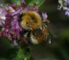 Bombus pascuorum (Scopoli 1763)
