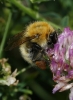 Bombus pascuorum (Scopoli 1763)