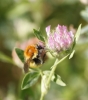 Bombus pascuorum (Scopoli 1763) [?]