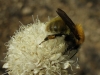 Bombus pascuorum (Scopoli 1763)
