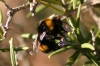 Bombus terrestris (Linnaeus 1758)