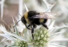 Bombus terrestris (Linnaeus 1758)