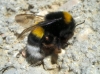 Bombus terrestris lusitanicus Krüger 1956