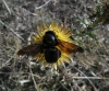 Xylocopa sp.