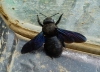 Xylocopa sp.