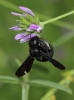 Xylocopa sp.