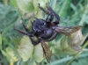 Xylocopa violacea (Linnaeus 1758)