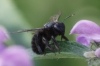 Xylocopa violacea (Linnaeus 1758)