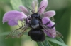 Xylocopa violacea (Linnaeus 1758)
