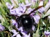 Xylocopa violacea (Linnaeus 1758)
