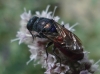 Chrysis emarginatula Spinola, 1808 Chrysis emarginatula Spinola, 1808