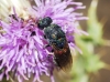 Chrysis emarginatula Spinola, 1808 Chrysis emarginatula Spinola, 1808