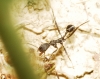 Aphaenogaster sp.