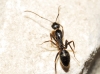 Camponotus aethiops