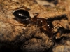 Camponotus lateralis