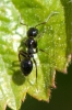 Camponotus piceus