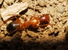 Camponotus pilicornis (Roger, 1859)