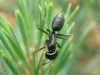 Camponotus sp