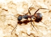 Camponotus cruentatus