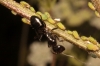 Camponotus foreli