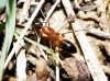 Camponotus pilicornis