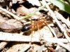 Camponotus pilicornis