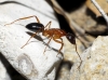 Camponotus pilicornis