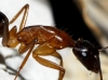 Camponotus pilicornis