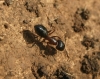 Camponotus sylvaticus