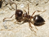 Crematogaster auberti