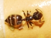 Crematogaster sp. gr.  Acrocoelia