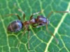 Lasius alienus