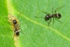 Lasius cinereus Seifert, 1992