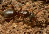 Lasius mixtus