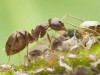 Lasius niger