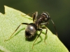 Lasius sp