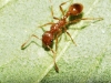 Myrmica rubra