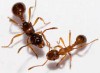 Myrmica sabuleti