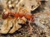 Myrmica scabrinodis