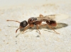 Myrmica sp