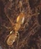 Solenopsis latro