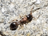 Temnothorax kraussei