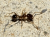 Temnothorax recedens (Nylander, 1856)