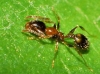 Temnothorax recedens Temnothorax recedens